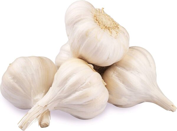 garlic